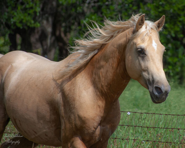 Studmuffin Palomino Horse Julie Bradshaw