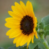 Dew on Sunflower Fine Art Julie Bradshaw