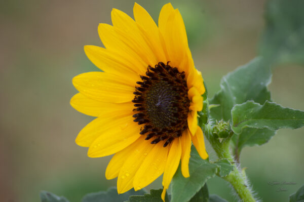 Dew on Sunflower Fine Art Julie Bradshaw