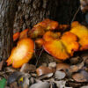 Jack O'Lantern mushroom art Julie Bradshaw