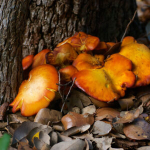 Jack O’Lantern Shrooms