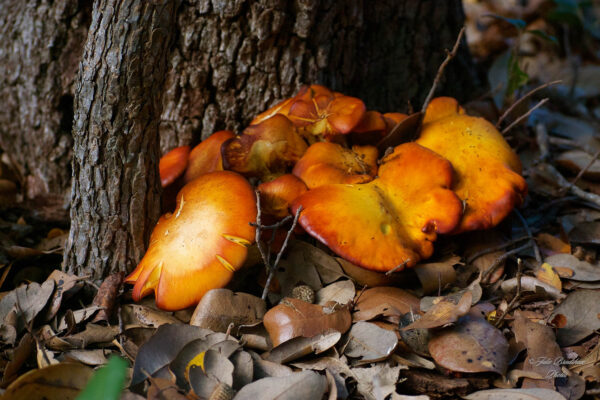 Jack O'Lantern mushroom art Julie Bradshaw