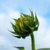 Sun Baby Sunflower Bud Julie Bradshaw