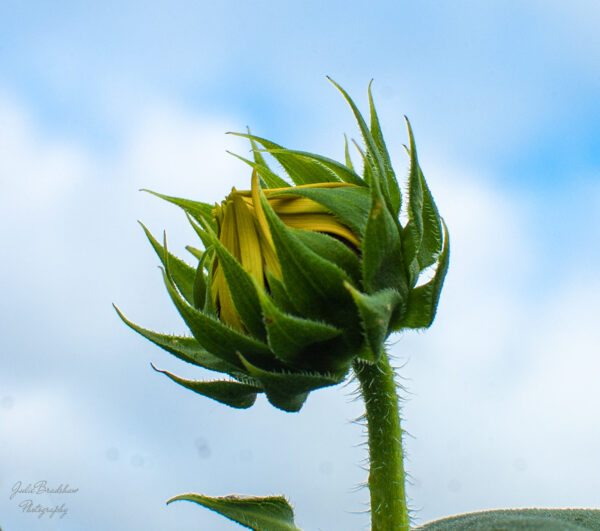 Sun Baby Sunflower Bud Julie Bradshaw