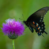 Thistle and Swallowtail Butterfly Art Julie Bradshaw