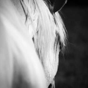 New Perspective B&W (Fine Art Horse Photo)