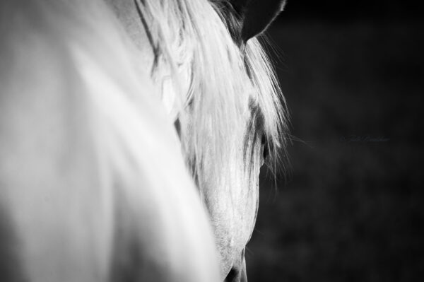 Palomino Gelding horse photo black and white