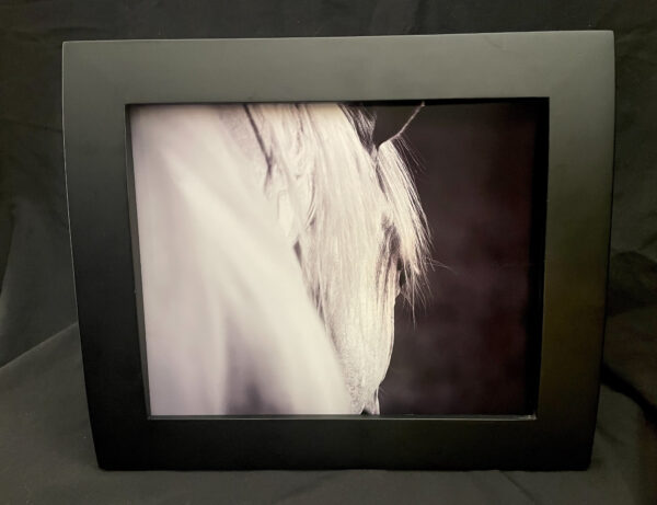 Framed palomino horse fine art photo black and white