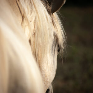 New Perspective (Color) Fine Art Horse Photo