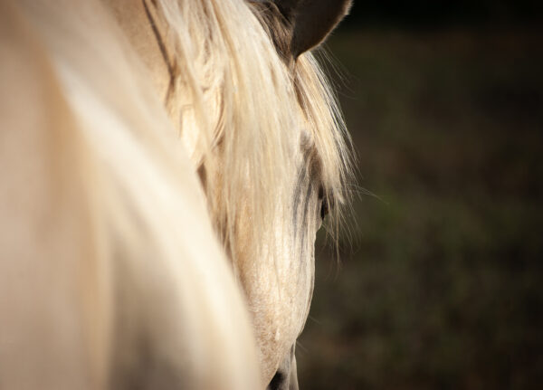 Fine art horse photo color ankh new perspective