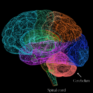 Cerebellum of the Brain Fight Flight Freeze Response