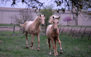 Read more about the article Love Horses?  This is the REAL reason!