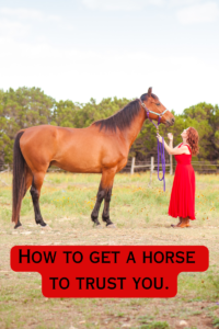 Read more about the article How to Get a Horse To Trust you