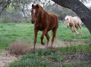 Love Horses, The Real Reason Why Galloping Horses