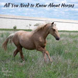 All You Need to Know About Horses by Julie Bradshaw