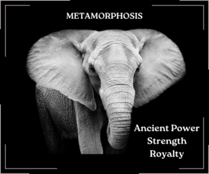 Example of Facebook image provided by Animal Totem Service by Julie Bradshaw.  Elephant on black background with text "metamorphosis, ancient power, strength and royalty."