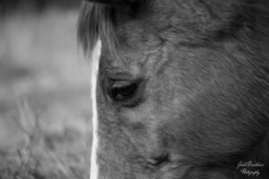 Julie Bradshaw's horse. Face closeup of Dancer, a chestnut horse in black and white