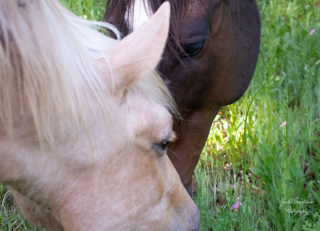 Julie Bradshaw's horse Fyre and horse Teddy. A palomino horse greeting a bay horse