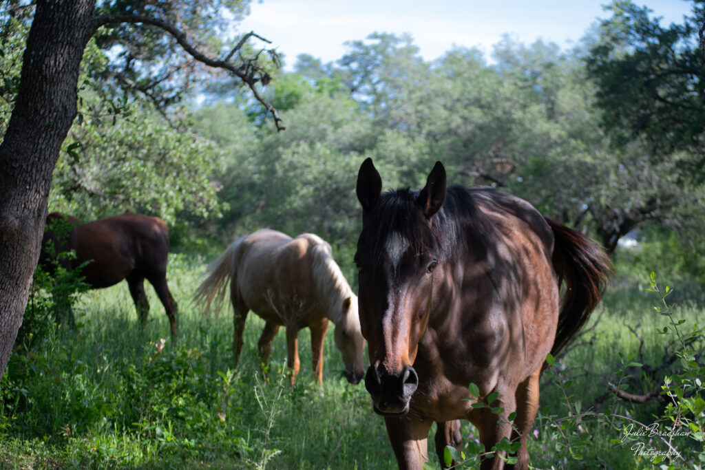 Julie Bradshaw's horses, Teddy a dark bay walking toward photographer, palomino horse behind grazing, chestnut horse further behind grazing
