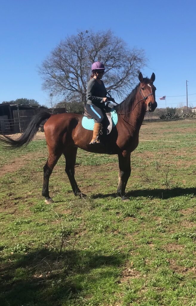 Julie riding Scout a Bay Dutch Warmblood gelding