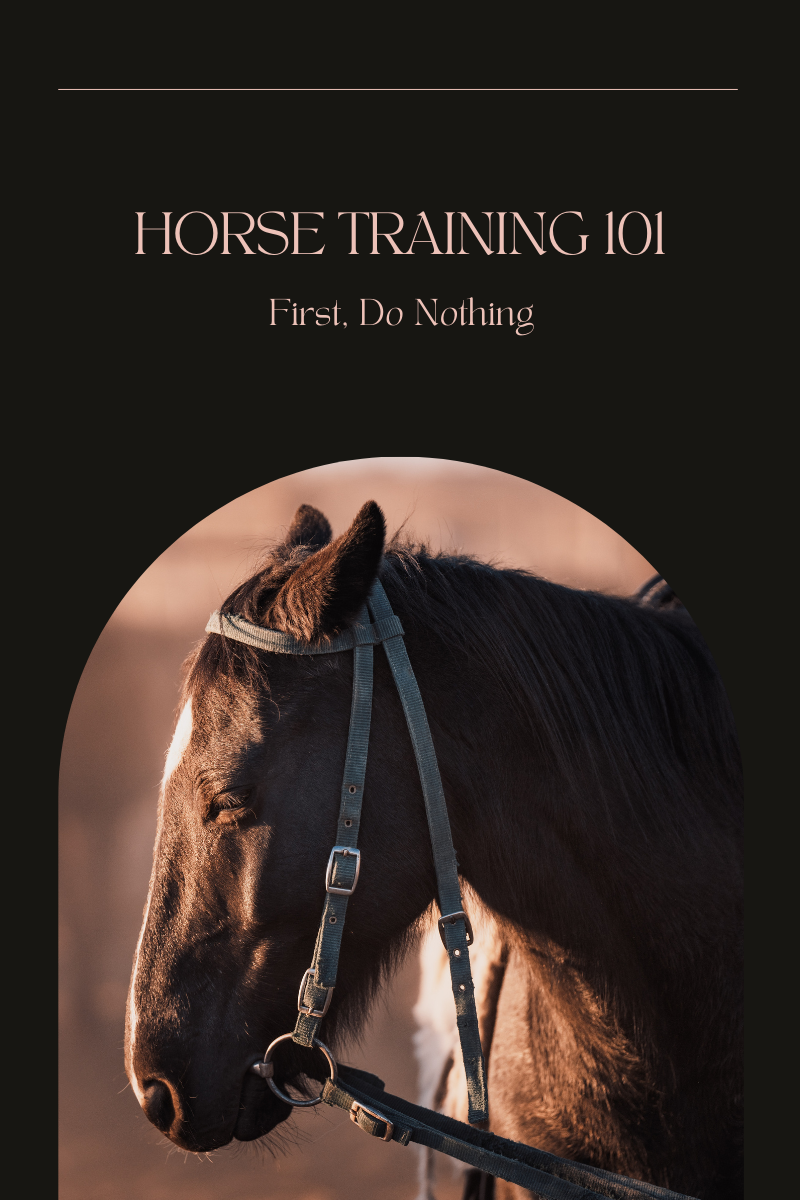 You are currently viewing Horse Training 101: First, Do Nothing