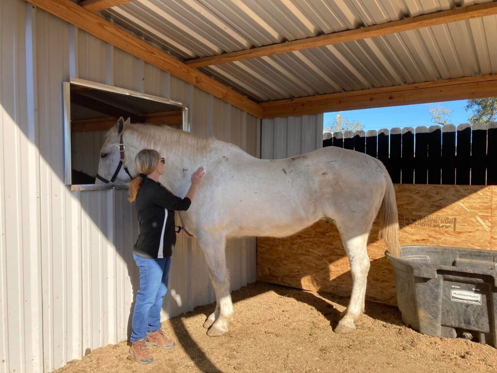 Horse sessions with Julie Bradshaw.  Julie working on a grey gelding.  One hand on his shoulder and one on his chest. 