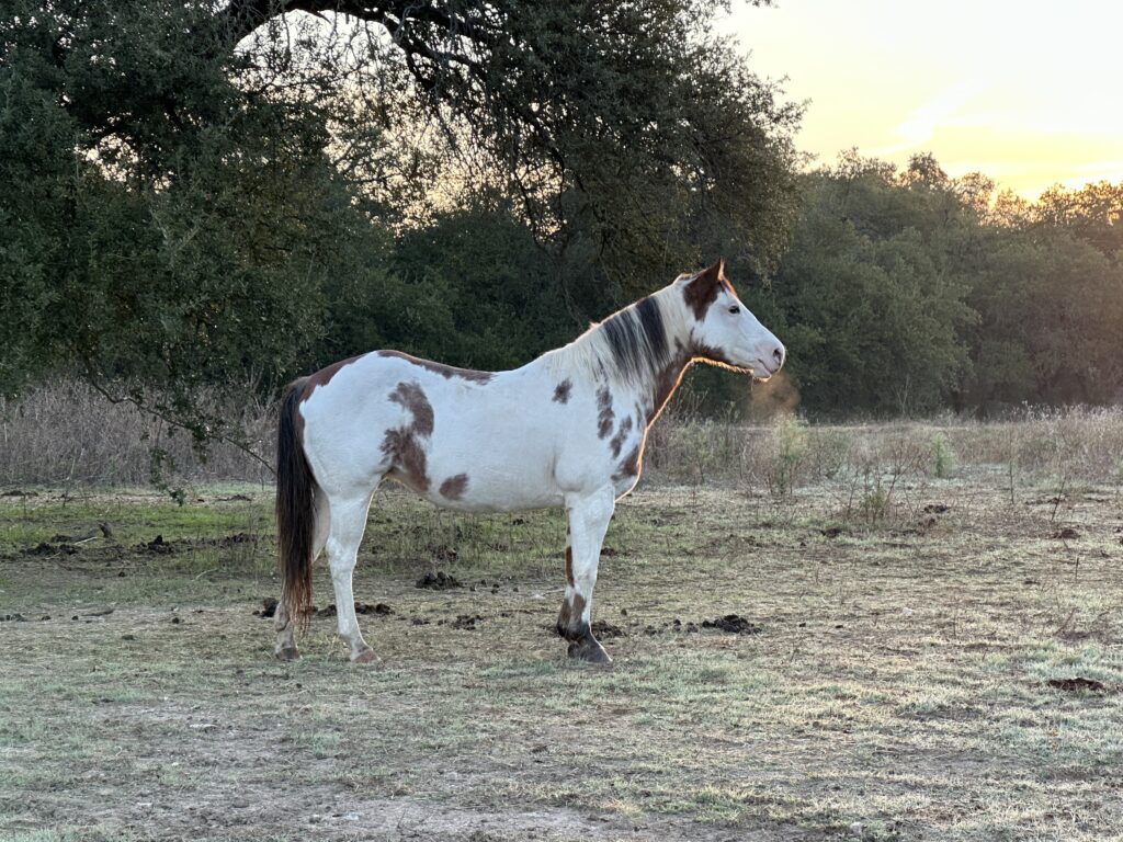 Julie Bradshaw's horses, Star Paint Mare, Medicine Hat mare, standing in morning sun with visible breath smoke